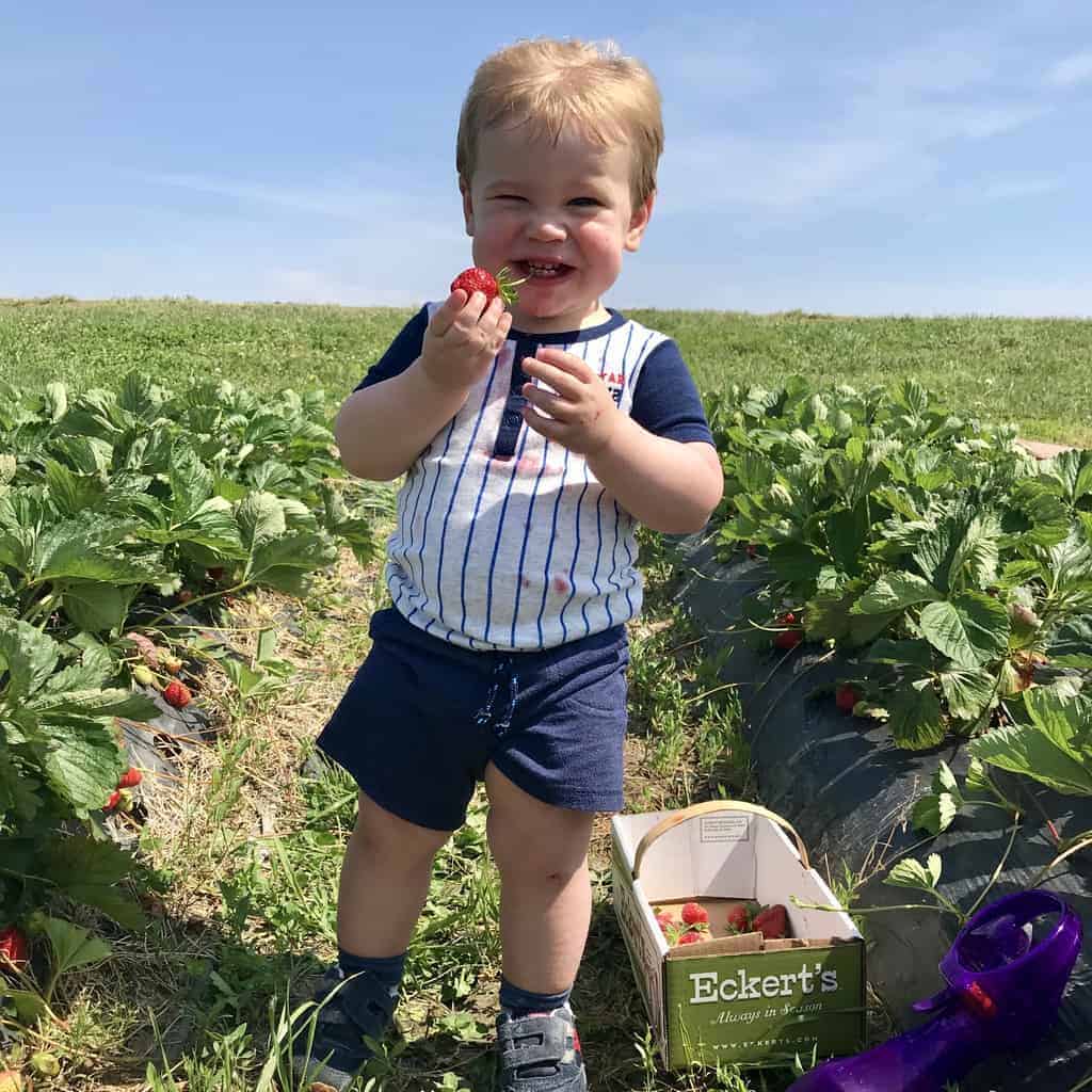 Vander In Strawberry Field