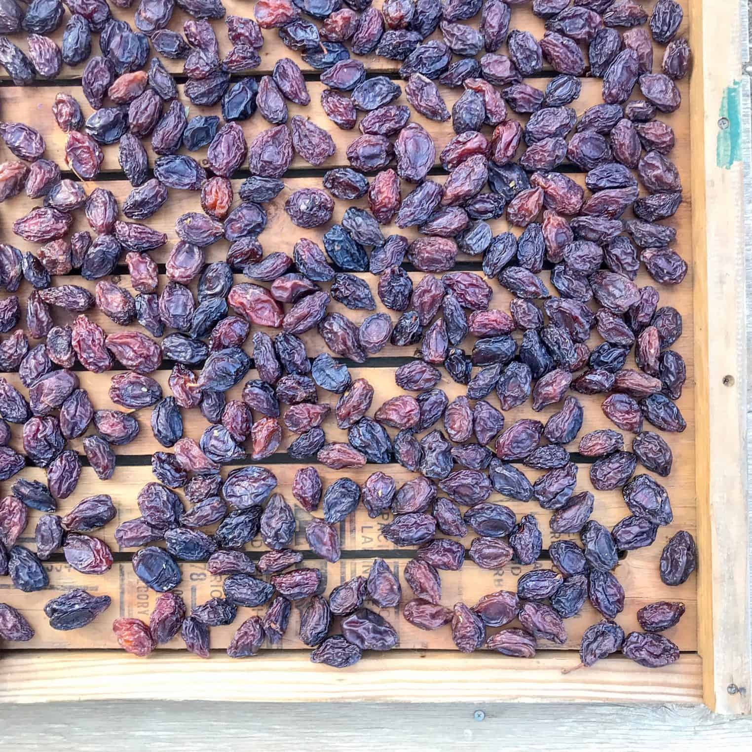 Freshly Dried Prunes 