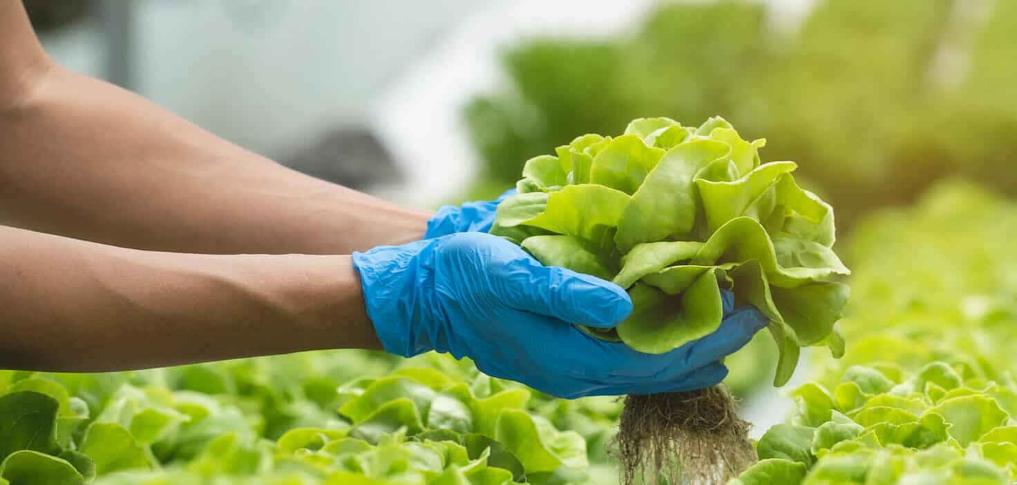 Close Up View Hands Of Farmer Picking Lettuce In Hydroponic Greenhouse.