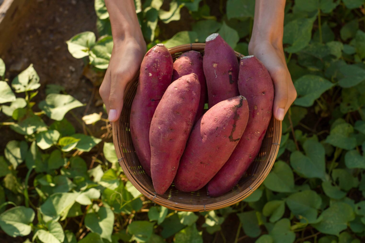 Sweet Potatoes Ss E1687012455763